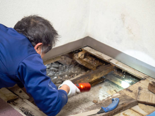 Best Post-Flood Mold Remediation in Port Ewen, NY