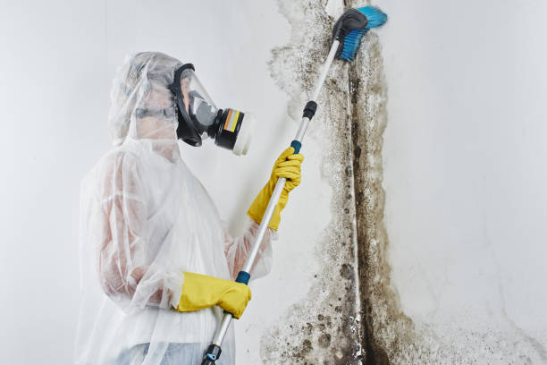 Best Industrial Mold Remediation in Port Ewen, NY