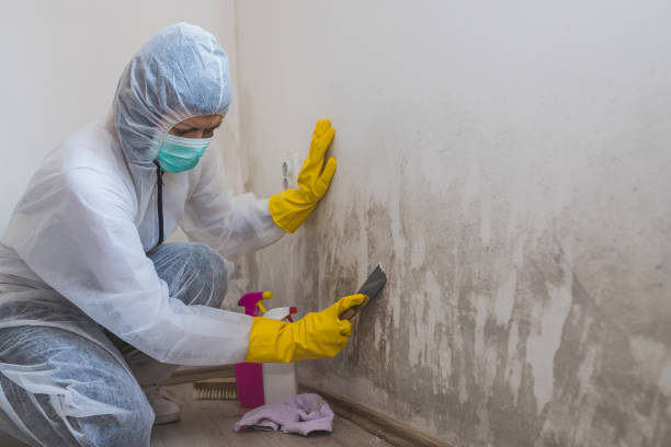 Best Insurance-Related Mold Remediation in Port Ewen, NY