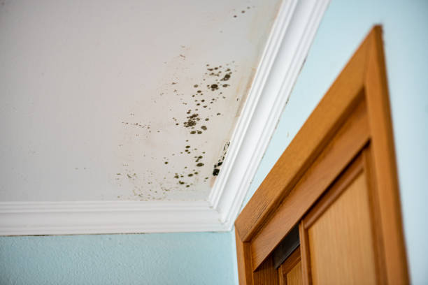 Best Residential Mold Remediation in Port Ewen, NY