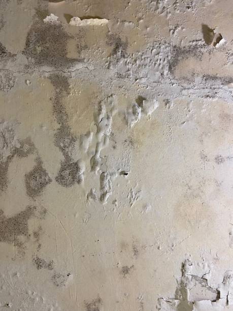 Best Crawl Space Mold Remediation in Port Ewen, NY